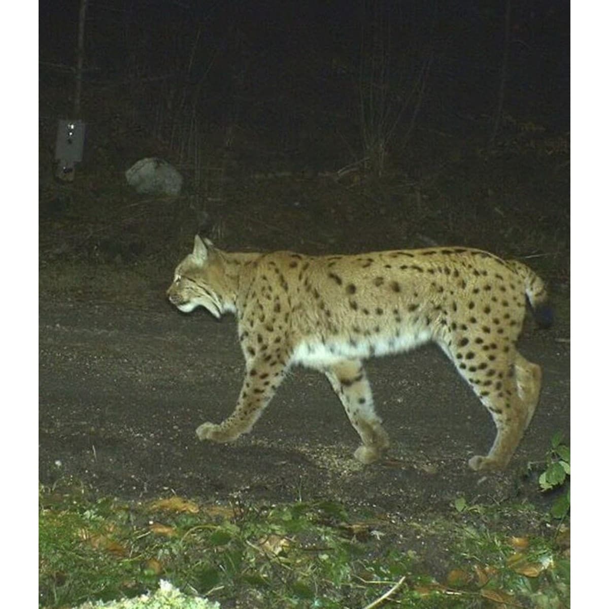 WildTrail C20 - Caméra de Chasse Connectée en Wi-Fi et Bluetooth