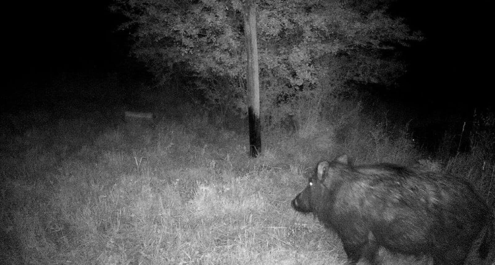 caméra de chasse sanglier wildtrail vision nocturne