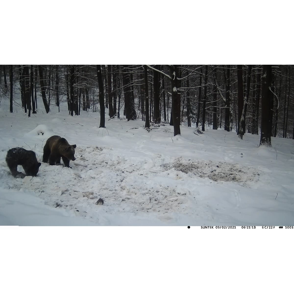 WildTrail C60 – Caméra de Chasse 4K Wi-Fi avec Diffusion en Direct